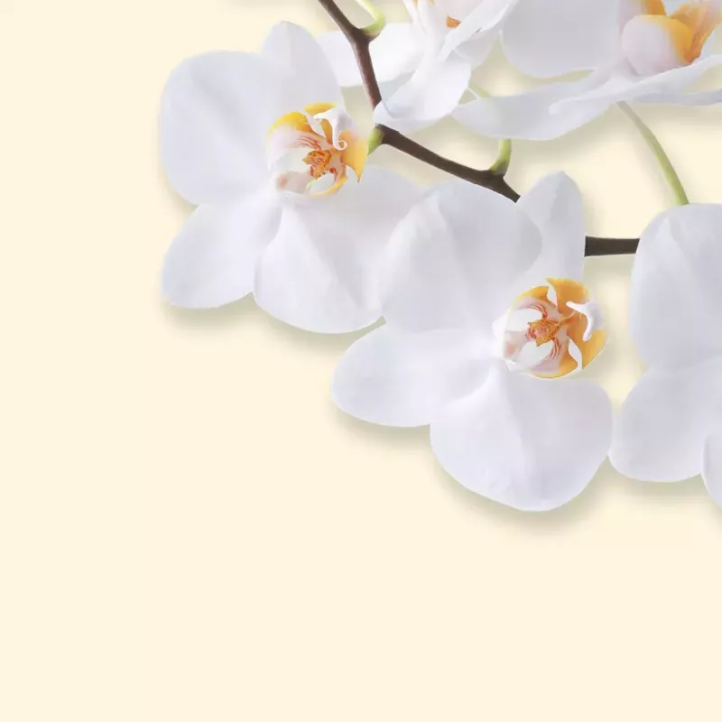 Popierius meninis Sigel DP904 Baltoji orchidėja 50 lapų A4 90 g/m²