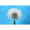 Išmanusis telefonas Apple iPhone 17 6,3 colio 256 GB Sage, A19, 5G, Dual SIM, IP68