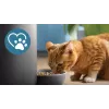 Automatinis ėdalo daviklis Philips 5000 serijos PAW5320/02 su kamera, 4,5 L maisto ir vandens talpa, plastikinis korpusas, naudojimui patalpose