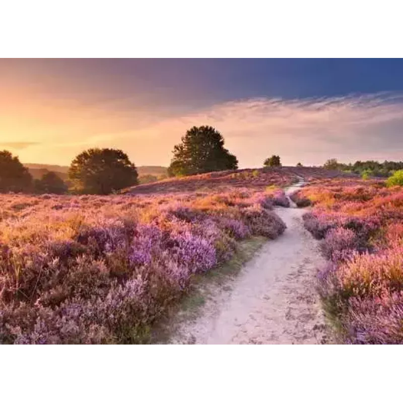 Dėlionė Ravensburger Pink Pathway Netherlands, 1000 dalių, 700×? mm, 2 mm storio
