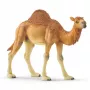 Schleich WILD LIFE Dromedaras – plastikinė figūrėlė