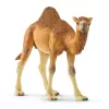 Schleich WILD LIFE Dromedaras – plastikinė figūrėlė