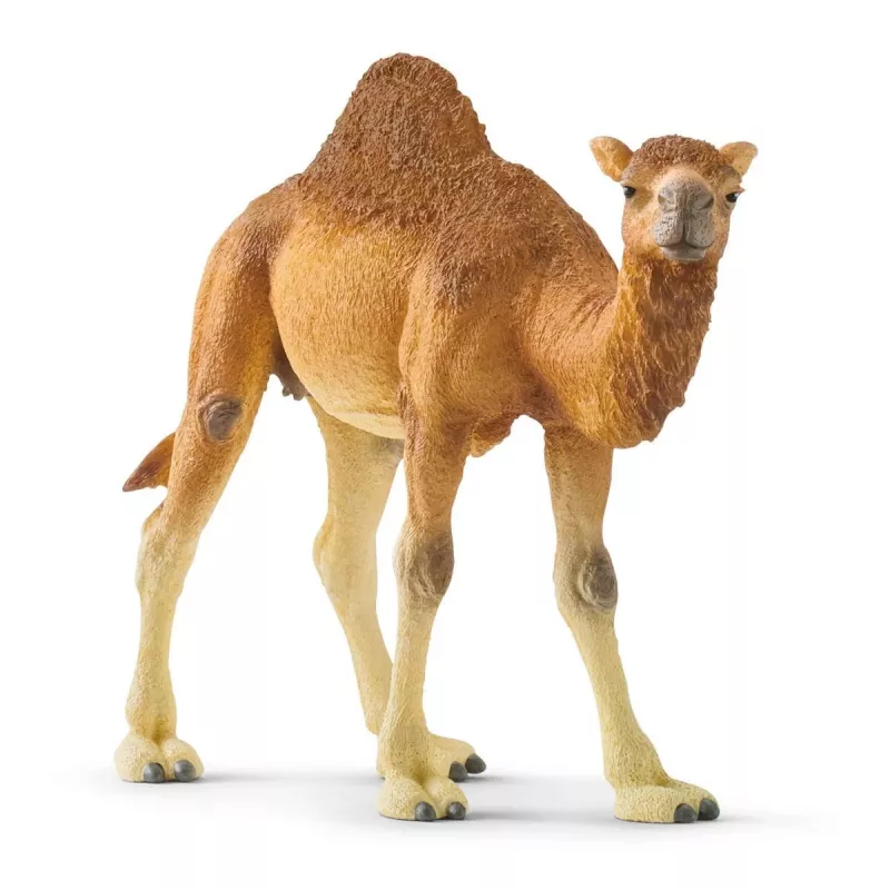 Schleich WILD LIFE Dromedaras – plastikinė figūrėlė