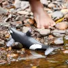 schleich WILD LIFE Banginis žudikas, 3 m., Ledas ir vandenynas, Laukiniai gyvūnai / nuotykių žaislai, Įvairiaspalvis, Plastikas, 1 vnt.