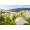 Canon plačiakampis RF 24 mm F1.8 Macro IS STM objektyvas, juodas