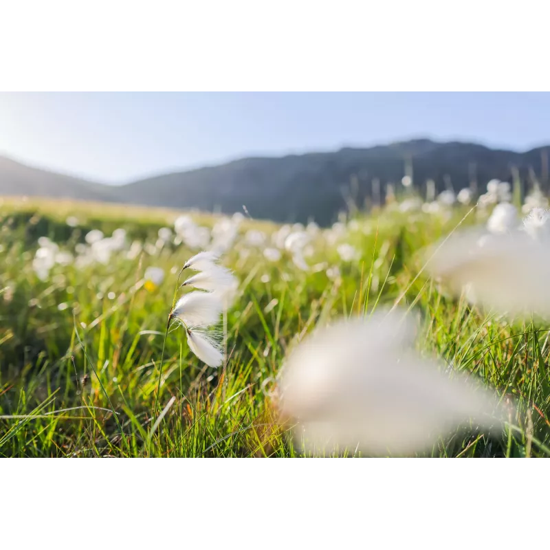 Canon plačiakampis RF 24 mm F1.8 Macro IS STM objektyvas, juodas