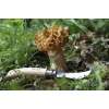 Kišeninis peilis Opinel