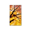 Sharp MultiSync M652 65 colių 4K UHD profesionalus ekranas 550 cd/m² 24/7