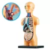 LEAN TOYS Lavinamasis Anatominis Modelis Žmogaus Kūno Organai 32 Dalys 4D Vision Serija