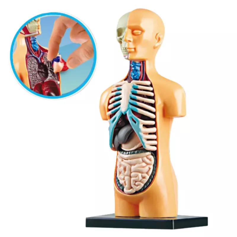 LEAN TOYS Lavinamasis Anatominis Modelis Žmogaus Kūno Organai 32 Dalys 4D Vision Serija