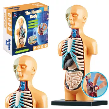 LEAN TOYS Lavinamasis Anatominis Modelis Žmogaus Kūno Organai 32 Dalys 4D Vision Serija