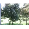 SUNNYLIFE apskritojo poliarizatoriaus filtras, skirtas DJI Mavic Mini / Mini 2 - MM-FI9253-C