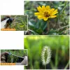 Ulanzi 75mm Super Macro objektyvas išmaniesiems telefonams - juodas