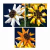 Mould King Sunflower Potted 24111 Statybinis Blokų Rinkinys (854 dalys)