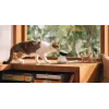 PETLIBRO Scout išmanioji AI augintinio kamera 1080p Full HD su dvipusiu garsu, naktiniu matymu, judesio ir garso aptikimu, 130° plačiu kampu, Wi-Fi, MicroSD/Cloud saugykla, balta