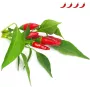 Click & Grow Piri Piri čili pipirų augalų kapsulės Smart Garden sodui, 3 vnt. (SGR67X3)