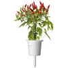 Click & Grow Piri Piri čili pipirų augalų kapsulės Smart Garden sodui, 3 vnt. (SGR67X3)