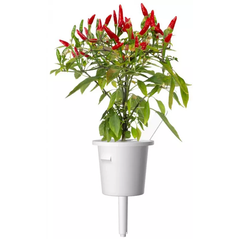 Click & Grow Piri Piri čili pipirų augalų kapsulės Smart Garden sodui, 3 vnt. (SGR67X3)