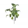 „Click & Grow“ išmaniojo sodo papildymas, 3 sodinimo kapsulės (SGR86X3)