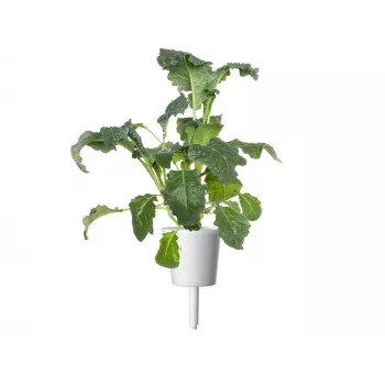„Click & Grow“ išmaniojo sodo papildymas, 3 sodinimo kapsulės (SGR86X3)