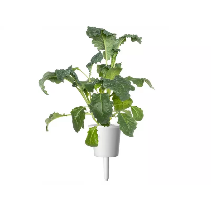 „Click & Grow“ išmaniojo sodo papildymas, 3 sodinimo kapsulės (SGR86X3)