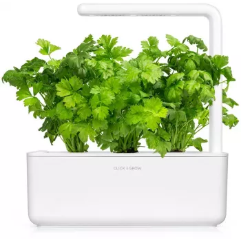 Click & Grow lapinių salierų augalų kapsulės Smart Garden sodui, 3 vnt. (SGR97X3)