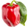 Click & Grow SGR63X3 Smart Garden 3 papildymo kapsulės (3 vnt., biologiškai skaidžios, su sėklomis, Smart Soil)
