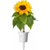 Click & Grow mažųjų saulėgrąžų augalų kapsulės Smart Garden sodui, 3 vnt. (SGR65X3)