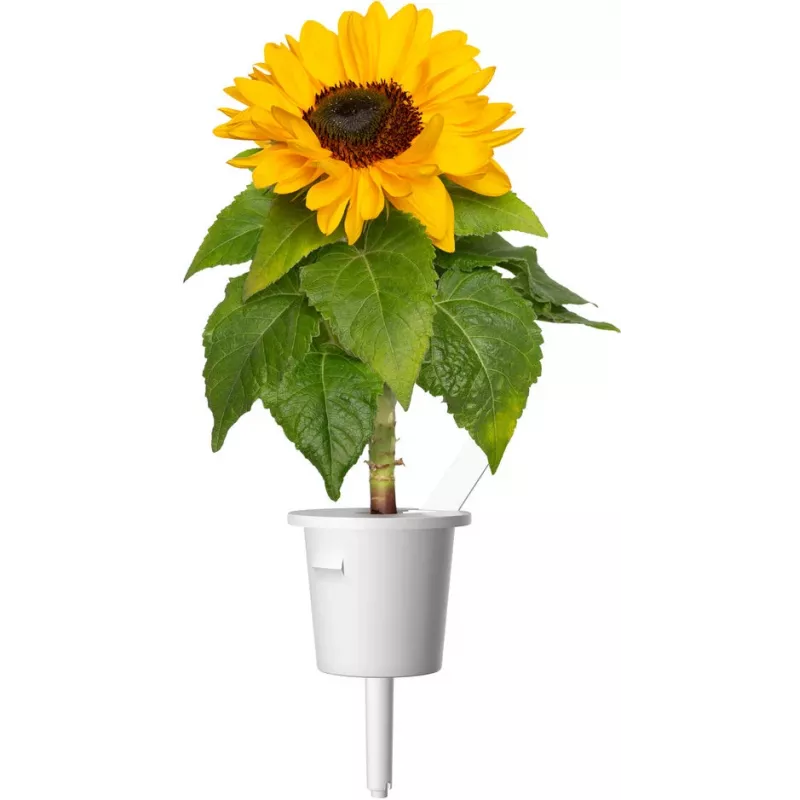 Click & Grow mažųjų saulėgrąžų augalų kapsulės Smart Garden sodui, 3 vnt. (SGR65X3)