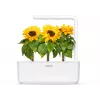 Click & Grow mažųjų saulėgrąžų augalų kapsulės Smart Garden sodui, 3 vnt. (SGR65X3)