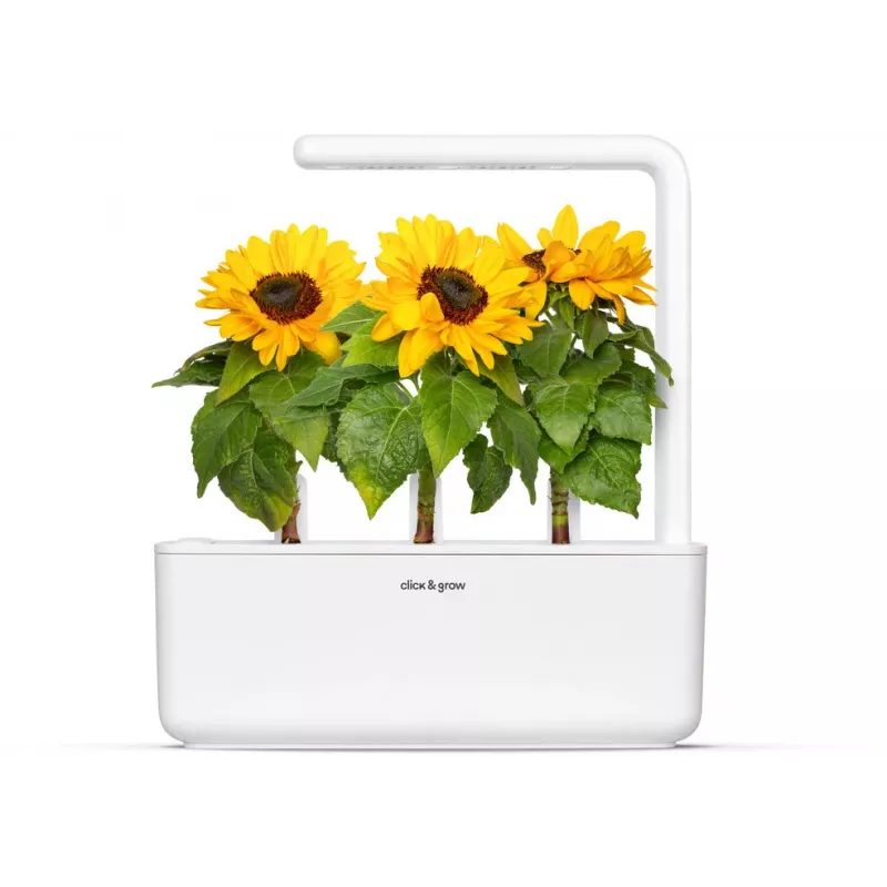 Click & Grow mažųjų saulėgrąžų augalų kapsulės Smart Garden sodui, 3 vnt. (SGR65X3)