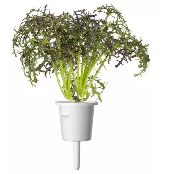 Click & Grow Smart Garden papildymas Red Frill Mustard, 3 augalų kapsulės (SGR77X3)