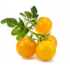 Click and Grow Smart Garden papildymo kapsulės 3 vnt. Mini pomidorai
