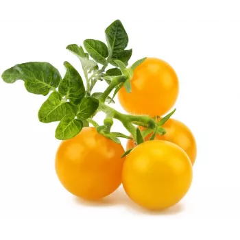 Click and Grow Smart Garden papildymo kapsulės 3 vnt. Mini pomidorai