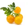Click and Grow Smart Garden papildymo kapsulės 3 vnt. Mini pomidorai