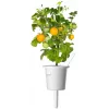 Click and Grow Smart Garden papildymo kapsulės 3 vnt. Mini pomidorai