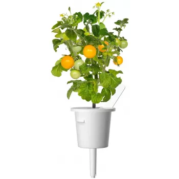 Click and Grow Smart Garden papildymo kapsulės 3 vnt. Mini pomidorai