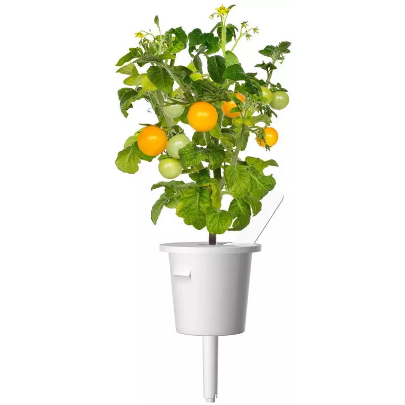 Click and Grow Smart Garden papildymo kapsulės 3 vnt. Mini pomidorai