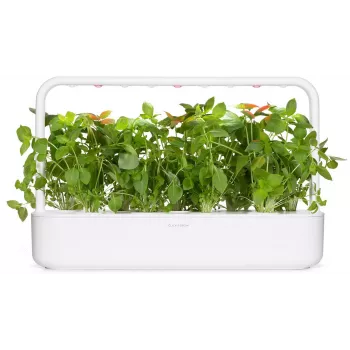 Click & Grow citrininių bazilikų augalų kapsulės Smart Garden sodui, 3 vnt. (SGR76X3)