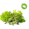 Click & Grow prieskoninių žolelių kepsniams rinkinio augalų kapsulės Smart Garden sodui, 9 vnt. (PPMSSX9)