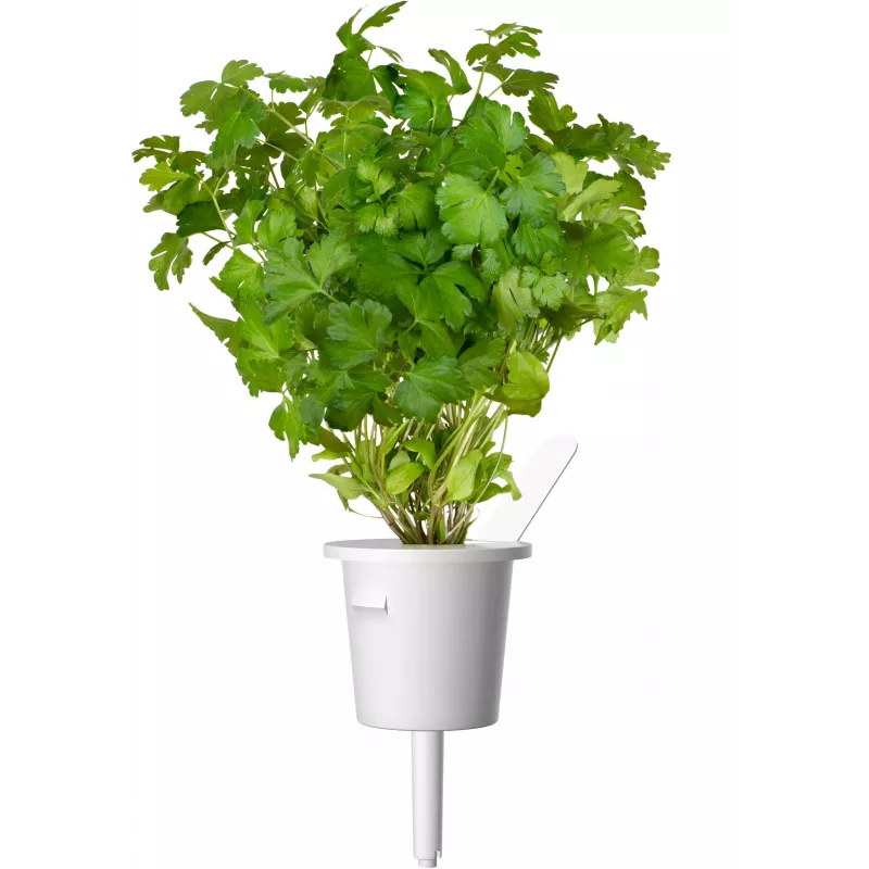 Click & Grow prieskoninių žolelių kepsniams rinkinio augalų kapsulės Smart Garden sodui, 9 vnt. (PPMSSX9)