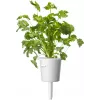 Click & Grow prieskoninių žolelių kepsniams rinkinio augalų kapsulės Smart Garden sodui, 9 vnt. (PPMSSX9)