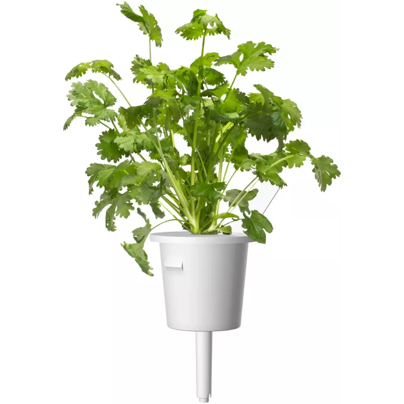 Click & Grow prieskoninių žolelių kepsniams rinkinio augalų kapsulės Smart Garden sodui, 9 vnt. (PPMSSX9)