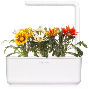 Click & Grow gazanijų augalų kapsulės Smart Garden sodui, 3 vnt. (SGR92X3)