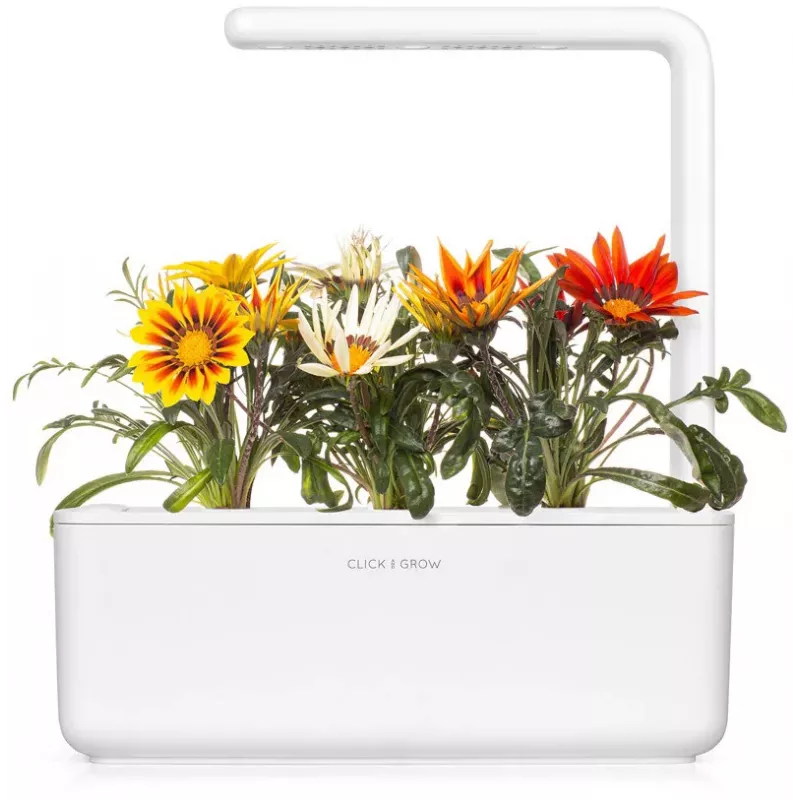 Click & Grow gazanijų augalų kapsulės Smart Garden sodui, 3 vnt. (SGR92X3)