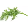 Click & Grow SGR49x3 krapų sėklų kapsulės 3 vnt. papildymas