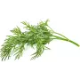 Click & Grow SGR49x3 krapų sėklų kapsulės 3 vnt. papildymas