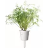 Click & Grow SGR49x3 krapų sėklų kapsulės 3 vnt. papildymas