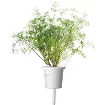 Click & Grow SGR49x3 krapų sėklų kapsulės 3 vnt. papildymas