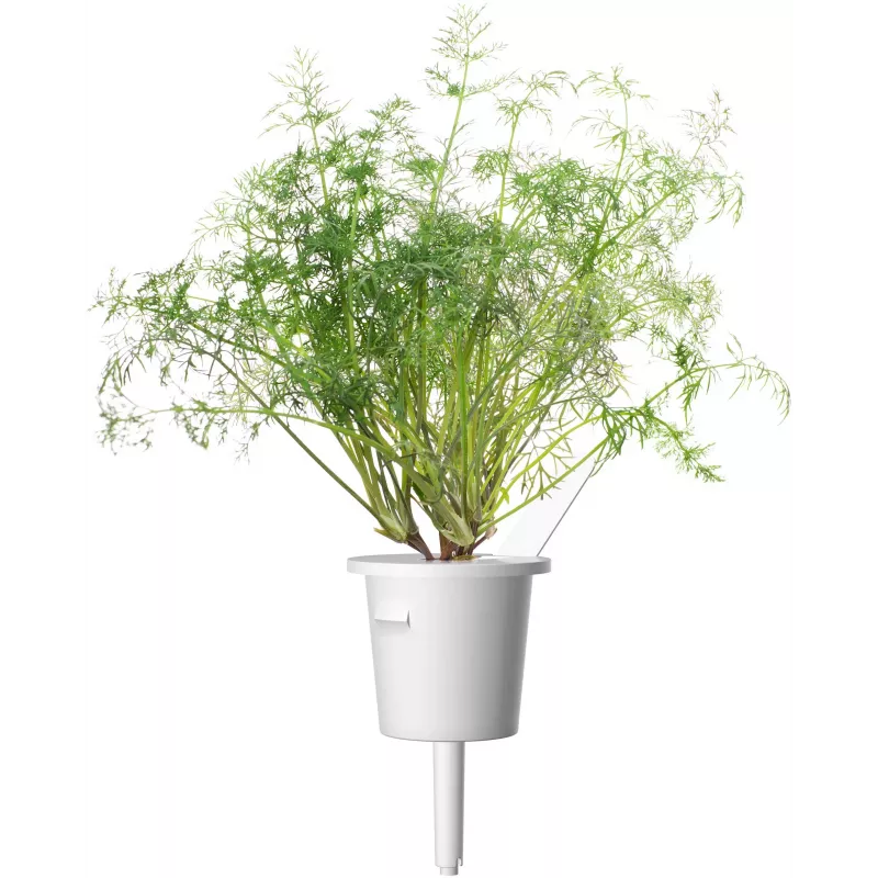 Click & Grow SGR49x3 krapų sėklų kapsulės 3 vnt. papildymas